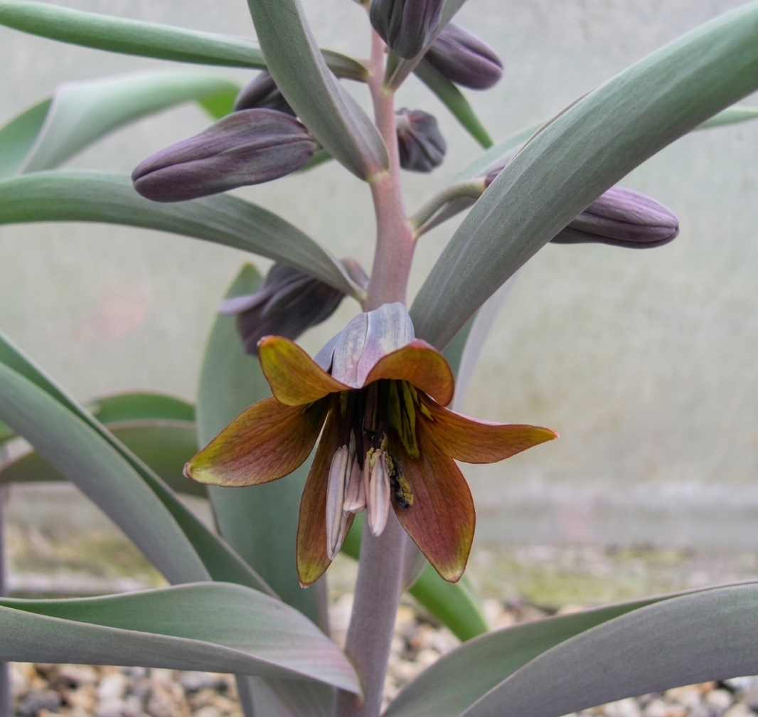 Fritillaria sewerzowii 